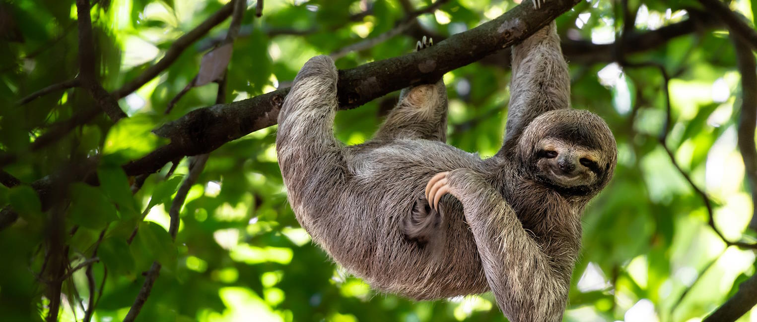 Discover Costa Rica’s Diverse Wildlife and Pristine Cloud Forest